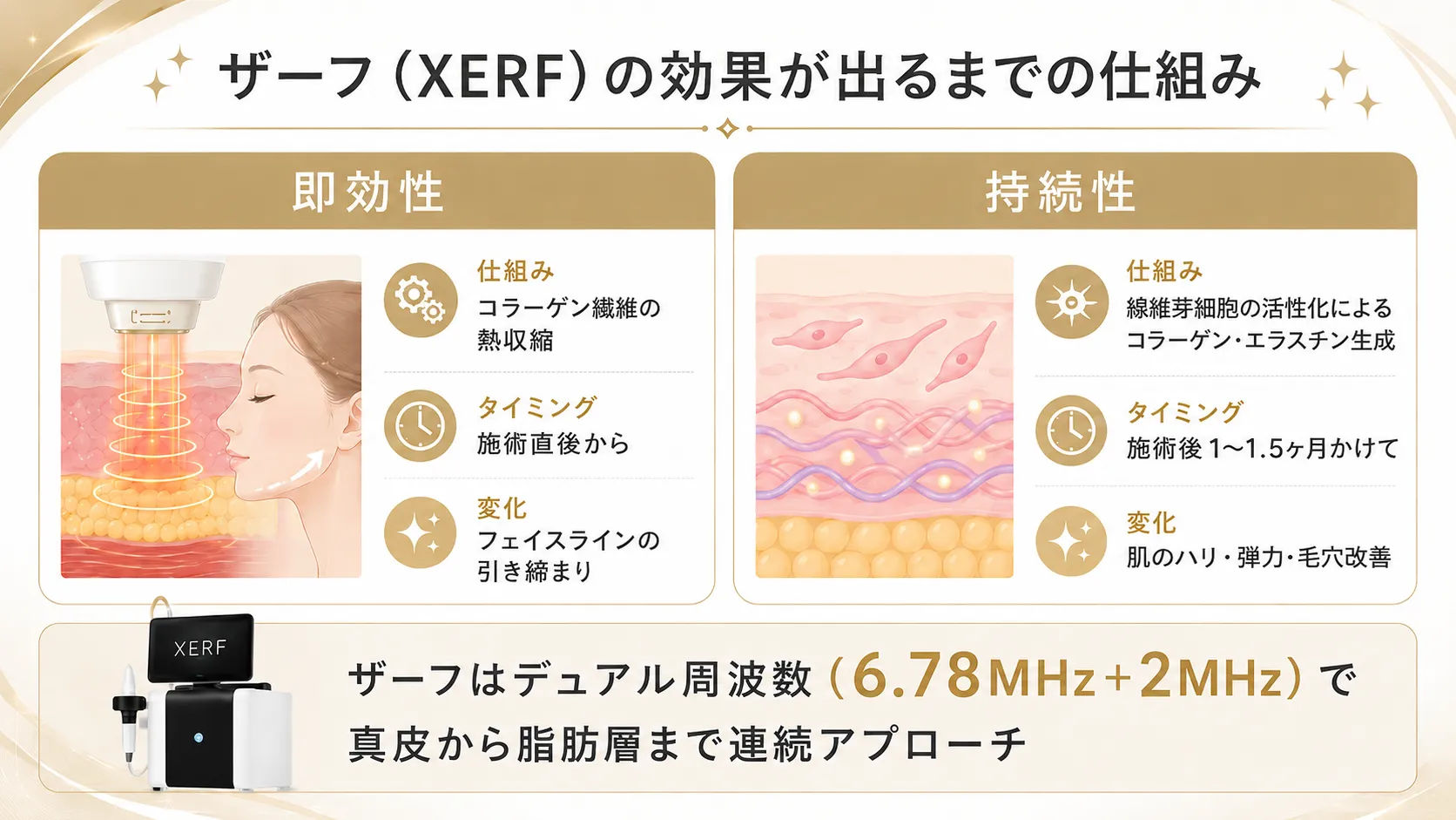 ザーフ（XERF）の効果が出るまでの仕組みを示したインフォグラフィック。即効性と持続性の2つの効果をイラストで解説。